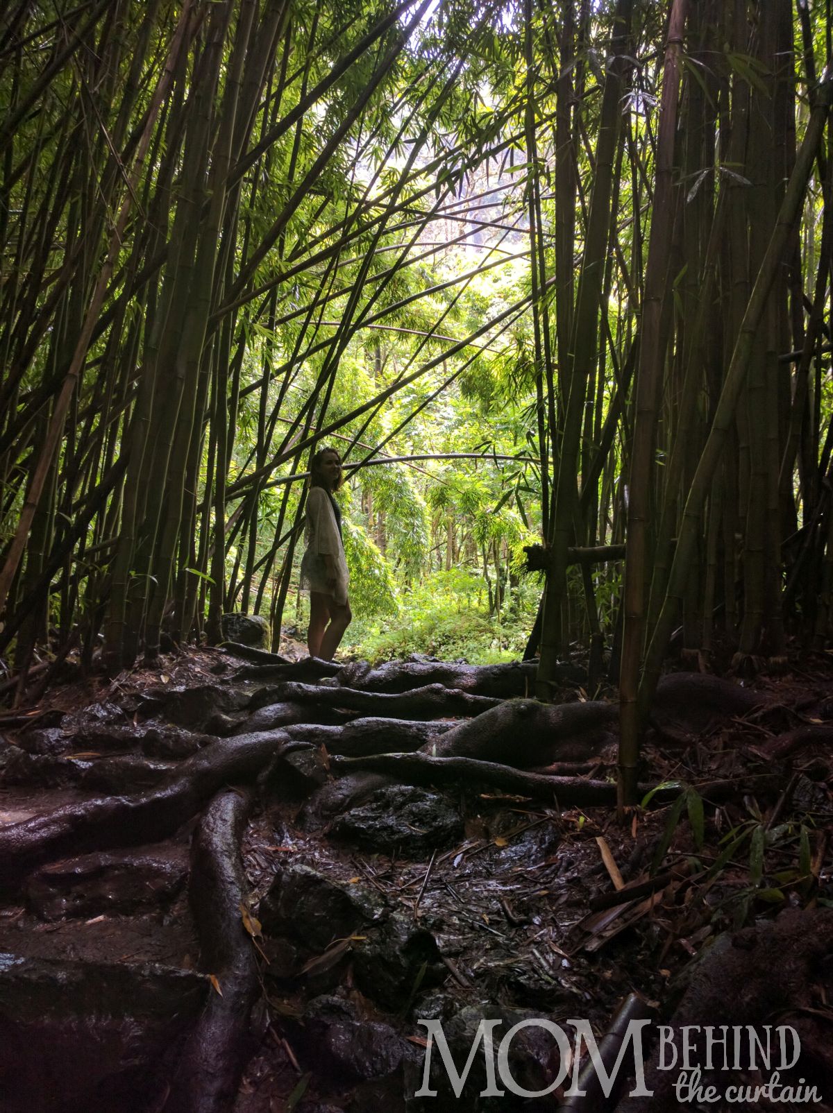 Tips for hiking the Bamboo Forest on Maui.