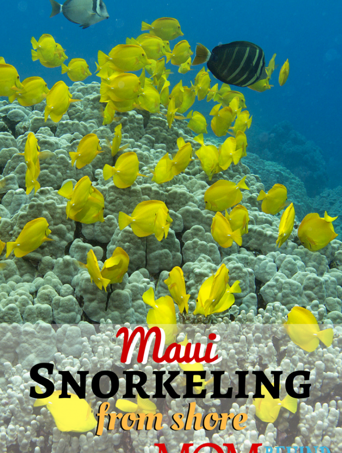 Snorkeling is one of the top things to in Maui, Hawaii on your vacation. Get tips about how to have your best time smorkeling with the family! Find out about snorkeling from shore in Maui.