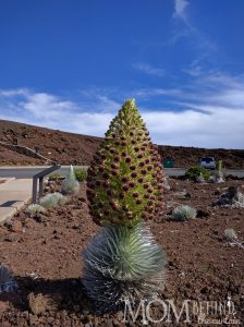 Haleakala Summit and Crater - not just for sunrise! Maui - Hawaii